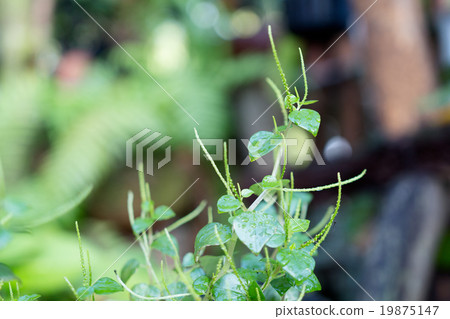 herb for healthy food Peperomia pellucida herb for healthy food Peperomia pellucida 19875147