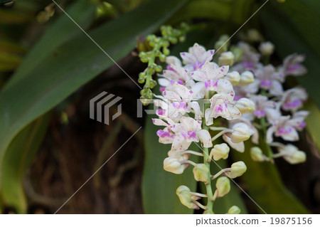 Wildflower orchid,Orchids Changkra,Rhynchostylist Wildflower orchid,Orchids Changkra,Rhynchostylist 19875156