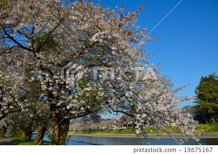 Cherry Blossoms	 19875167