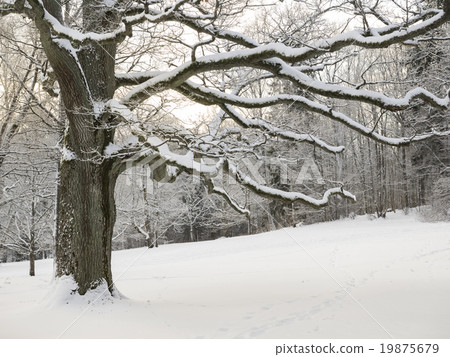 Winter Oak in Finland Winter Oak in Finland 19875679