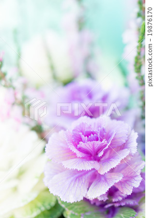 葉牡丹 葉牡丹 19876170