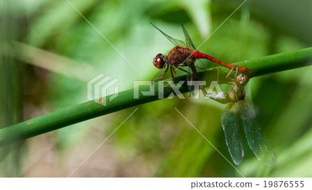 A pair of mating Meadowhawk dragonflies. A pair of mating Meadowhawk dragonflies. 19876555