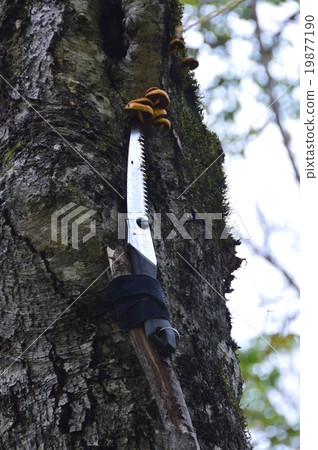 Take high tree mushrooms (Yakushidake · South Foot / Niigata Prefecture Myoko City) Take high tree mushrooms (Yakushidake · South Foot / Niigata Prefecture Myoko City) 19877190