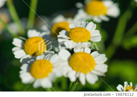 Chamomile flowers 19878112