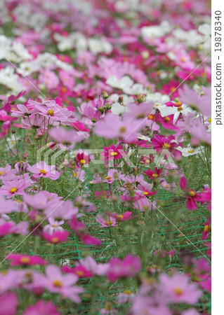 Cosmos 19878340