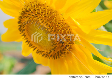 beautiful sunflower in the garden - Helianthus ann 19878553