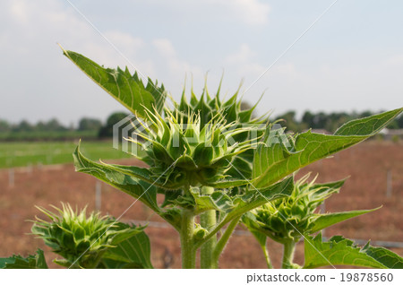 beautiful bud sunflower in the garden - Helianthus 19878560