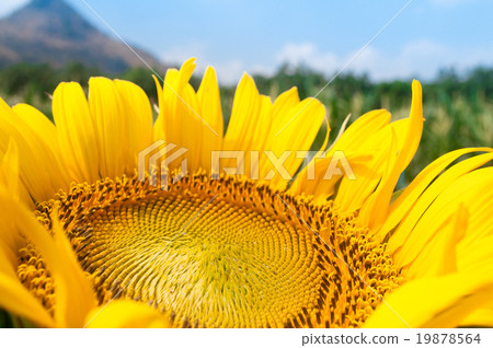 beautiful sunflower in the garden - Helianthus ann 19878564