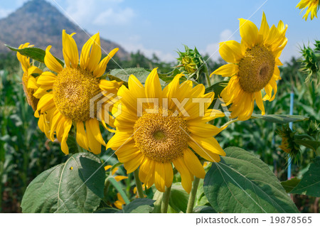 beautiful sunflower in the garden - Helianthus ann 19878565