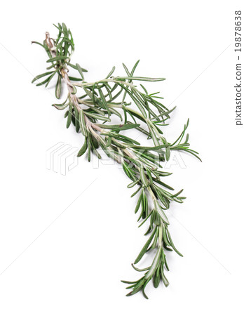 Twig of rosemary. Twig of rosemary. 19878638