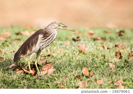 Chinese Pond Heron (Ardeola Bacchus), Bird. 19879061