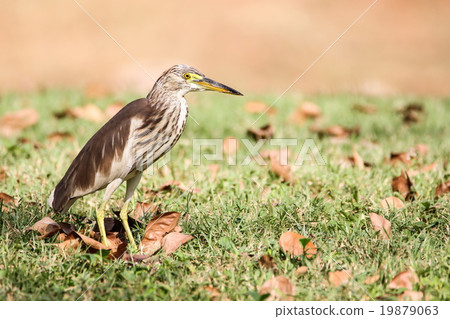 Chinese Pond Heron (Ardeola Bacchus), Bird. Chinese Pond Heron (Ardeola Bacchus), Bird. 19879063