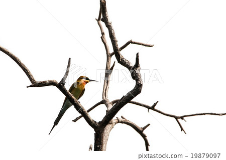 Blue-tailed Bee-eater (Merops Philippinus), Bird. Blue-tailed Bee-eater (Merops Philippinus), Bird. 19879097