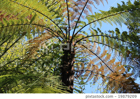 I look up to a big fern 19879209