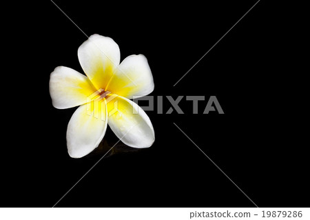Plumeria on white background. 19879286
