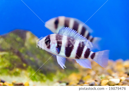 Aquarium fish Aquarium fish 19879476