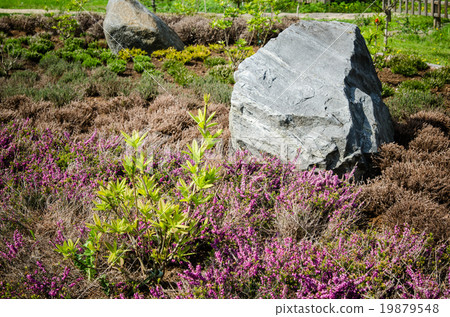 Decorative flower bed in a garden with rocks and plants, close-u 19879548