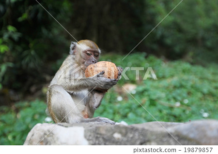 Monkeys eat coconut 19879857