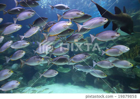 Tropical fish schooling 19879858