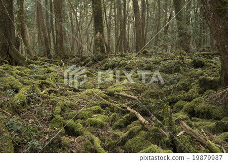 森林 19879987
