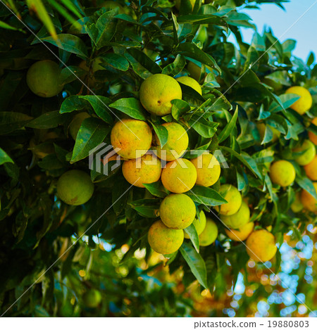 The orange tree 19880803