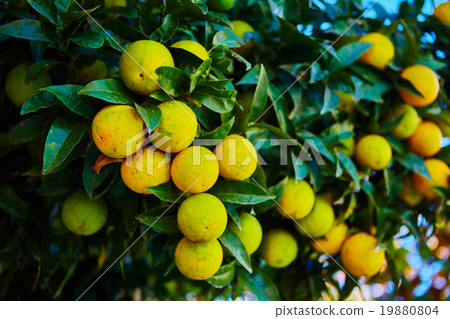 The orange tree 19880804