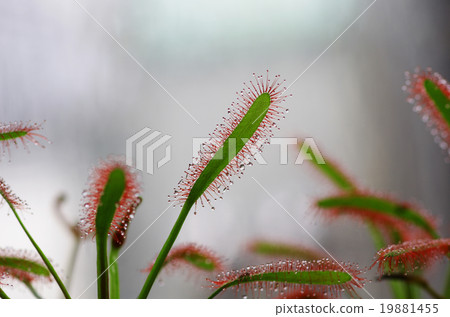 Mosen gouchi leaves Mosen gouchi leaves 19881455