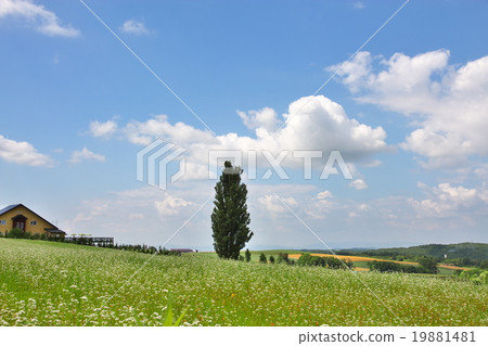  肯和瑪麗的樹 19881481