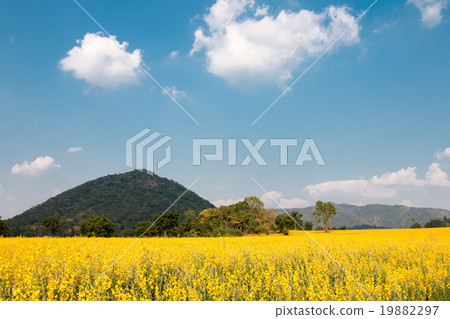 Crotalaria flower fields Crotalaria flower fields 19882297