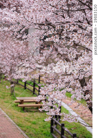 Cherry blossoms and benches Cherry blossoms and benches 19883150