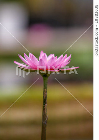 睡蓮鮮花 19883639