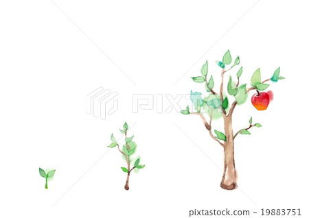 Tree growth and apple 19883751