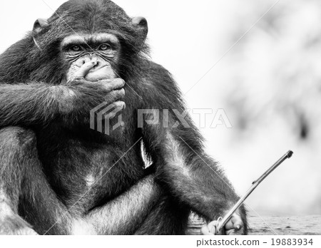 Speak No Evil Monkey 19883934