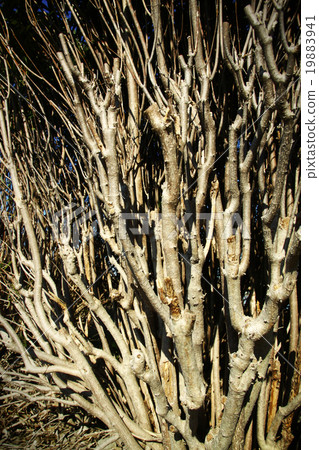 一個分支 一個分支 19883941