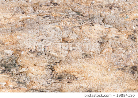 texture of tree bark texture of tree bark 19884150