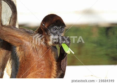 杰弗裡蜘蛛猴 杰弗裡蜘蛛猴 19884349