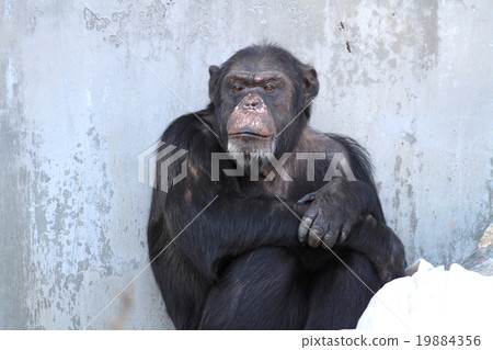 Chimpanzee Chimpanzee 19884356