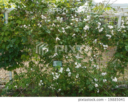 玫瑰（多年生刷） 19885041