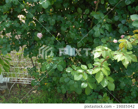 玫瑰（灰姑娘） 19885042