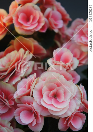 Begonia 19885085