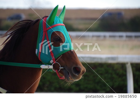 Racehorse up 19885650