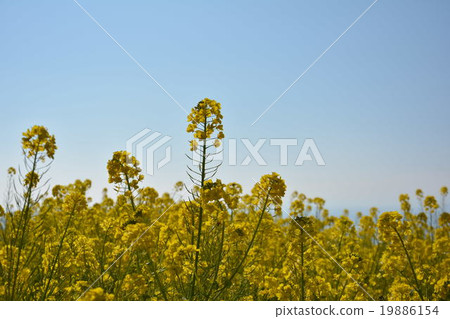 Rapeseed field Rapeseed field 19886154