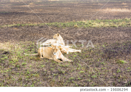 塞倫蓋蒂國家公園,坦桑尼亞 塞倫蓋蒂國家公園,坦桑尼亞 19886294