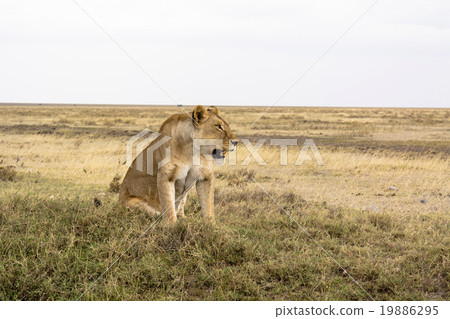 塞倫蓋蒂國家公園，坦桑尼亞 19886295