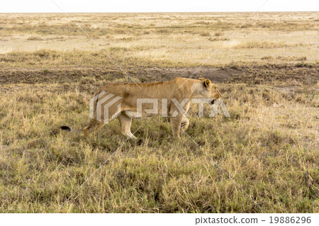 塞倫蓋蒂國家公園，坦桑尼亞 19886296