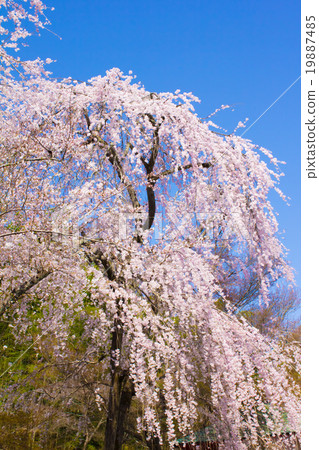 Dead brown cherry tree 19887485