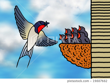 Parent swallow giving food to dinner Parent swallow giving food to dinner 19887682