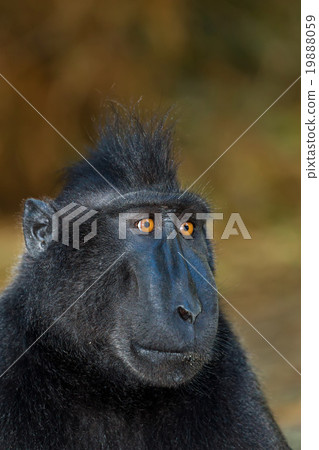 Celebes crested macaque Celebes crested macaque 19888059