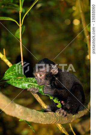 Celebes crested macaque 19888060