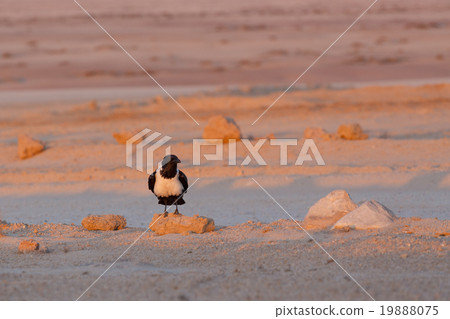 Pied crow in namib desert 19888075